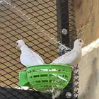 طيور ماسي كريمي