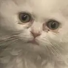 قطه شيرازيه انثى عمرها شهرين ونصف