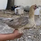 دجاج بلدي شرط النضافه ولانتاج