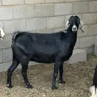 عنز عارضيه ( مضرع) للبيع