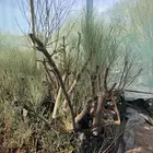 بان العربي اليسر اشجار الموقع ابوراكه