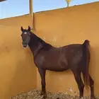 مهره واهو
