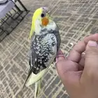 كروان هدد واليف