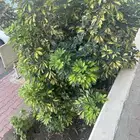 تقليم   تكريب   رش   مزارع   حدائق