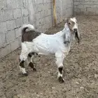 تيس مندي مشروك
