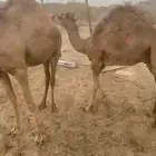 قعدان نظيفة على الشرط
