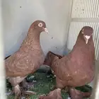 حمام
