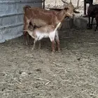 معزا مقاني