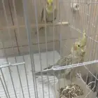 اجواز طيور روز وكروان منتجه نظافه صحه شرط