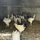 دجاج براهما كولمبي