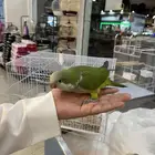 فرخ كويكر نهاية غر