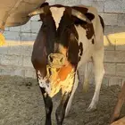 بقر هولانديات