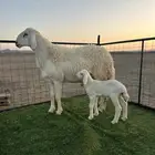 فحل حري صنف رباع ومشروط (تم البيع)