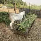 تيس حجازي هولندي جذع