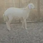 طلي حري تم البيع