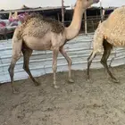 حشو عددها. 12