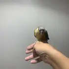 كنيور يلو سايد اليف