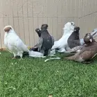 حمام زينه للبيع جمله