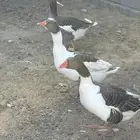 وز منتج وصحه ممتاز