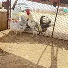 دجاج بياض فيومي وتركي