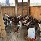 ديوك بلدي العمر من 3.5 الى 4 شهور