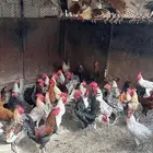 دجاج