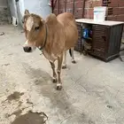 بقره دافع للبيع