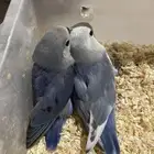 فرخين روز