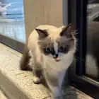 قطوه