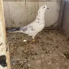 حمام ما شاء الله هندي باكستاني زاجل