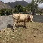 ثور الماني