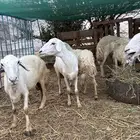ثلوثالمنظر