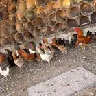 دجاج و بيض مخصب