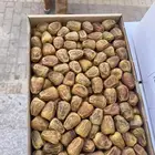 سكري مفتل وأنواع التمور تفريد -جمله.
