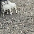 2 طليان و 2 رخال شي بري ونظيف