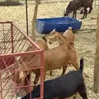 جفران دهم بلدي