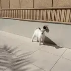 للبيع جفره ماعز قزم.