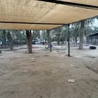 مضلات الابل  المميزة