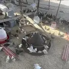 صيصان من شهرونص لشهرين