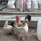 دجاج جبنيز