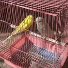 طيور بادجي