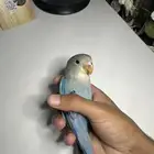 ببغاء روز اليف وهدد