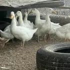 بط بكيني بياض عمره صغير
