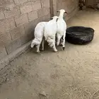 3 طليان سمان