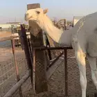 قعود على غرنوق بعير الامير سلطان بن سعود