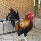 ديك فري جرم كبير التفاصيل في اعلاني السابق