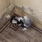 ذكر ثلجي