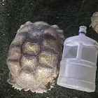 ازواج سلاحف سولكاتا العملاقه