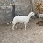خروف حري لي يبي ذبح وفحل البيع