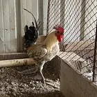ديك بلدي